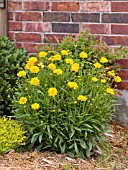 COREOPSIS EARLY SUNRISE