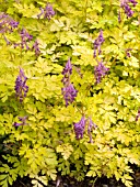 CORYDALIS BERRY EXCITING