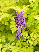 CORYDALIS BERRY EXCITING