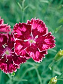 DIANTHUS STRAWBERRY SORBET