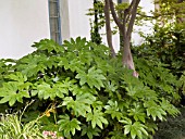 FATSIA JAPONICA