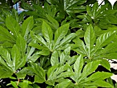 FATSIA JAPONICA