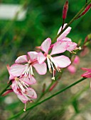 GAURA STRATOSPHERE PINK PICOTEE