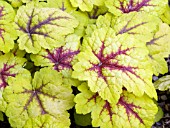 HEUCHERELLA STOPLIGHT