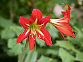 HIPPEASTRUM JOHNSONII