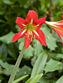 HIPPEASTRUM JOHNSONII