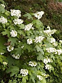 HYDRANGEA QUERCIFOLIA