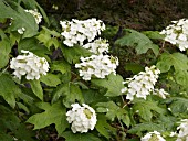 HYDRANGEA QUERCIFOLIA