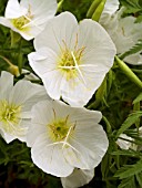 OENOTHERA SPECIOSA ALBA