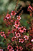 LEPTOSPERMUM SCOPARIUM,  NANUM RURU,  TEA TREE,  FLOWERS