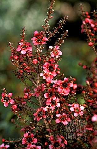 _LEPTOSPERMUM_SCOPARIUM__NANUM_RURU__TEA_TREE__FLOWERS