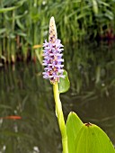 PONTEDERIA CORDATA