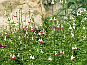 SALVIA GREGGII HOT LIPS