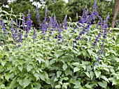 SALVIA MYSTIC SPIRES