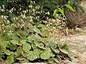 SAXIFRAGA STOLONIFERA