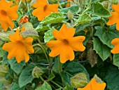 THUNBERGIA GREGORII