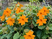 THUNBERGIA GREGORII