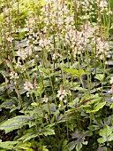 TIARELLA SUGAR AND SPICE