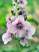 VERBASCUM LAVENDER LASS