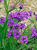 VERBENA RIGIDA SANTOS