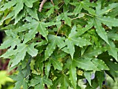 ACER TRUNCATUM SHANTUNG MAPLE LEAVES