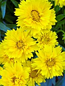 COREOPSIS EARLY SUNRISE