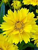 COREOPSIS EARLY SUNRISE