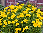 COREOPSIS EARLY SUNRISE