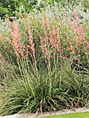 HERSPERALOE PARVIFOLIA