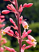 HESPERALOE PARVIFOLIA
