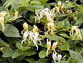 LONICERA JAPONICA HALLIANA