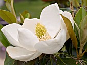 MAGNOLIA GRANDIFLORA