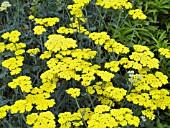 ACHILLEA MOONSHINE