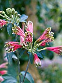 ALSTROEMERIA PSITTACINA