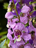 ANGELONIA SERENA LAVENDER