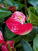 ANTHURIUM