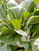 BRASSICA RAPA JOI CHOI, (PAK CHOI JOI CHOI)