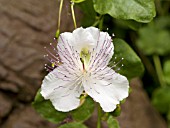 CAPPARIS SPINOSA