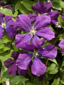 CLEMATIS ETOILE VIOLETTE