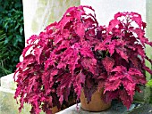 COLEUS IN CONTAINER