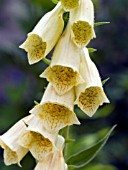 DIGITALIS GRANDIFLORA