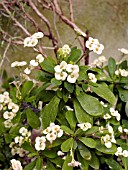 EUPHORBIA MILII