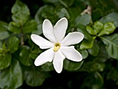 GARDENIA CORNUTA