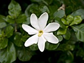 GARDENIA CORNUTA