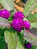 GOMPHRENA GLOBOSA GNOME PURPLE