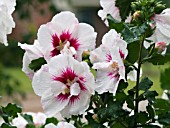 HIBISCUS SYRIACUS HELENE