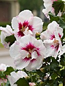 HIBISCUS SYRIACUS HELENE