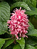 JUSTICEA CARNEA