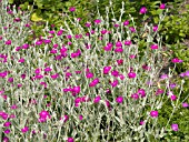 LYCHNIS CORONARIA