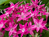 PENTAS LANCEOLATA BUTTERFLY DEEP PINK